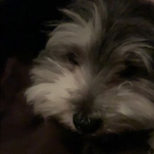 Meet your Posher, Cody